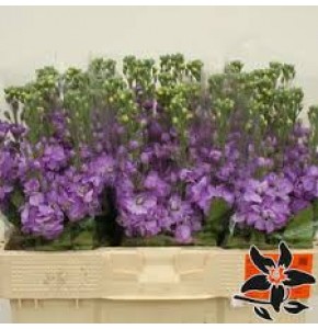 ΒΙΟΛΑ ΛΙΛΑ....-MATTHIOLA    LAVENDER